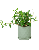 Virago 3.5" Porcelain Pot With Drainage Hole And Saucer - Chive US Wholesale