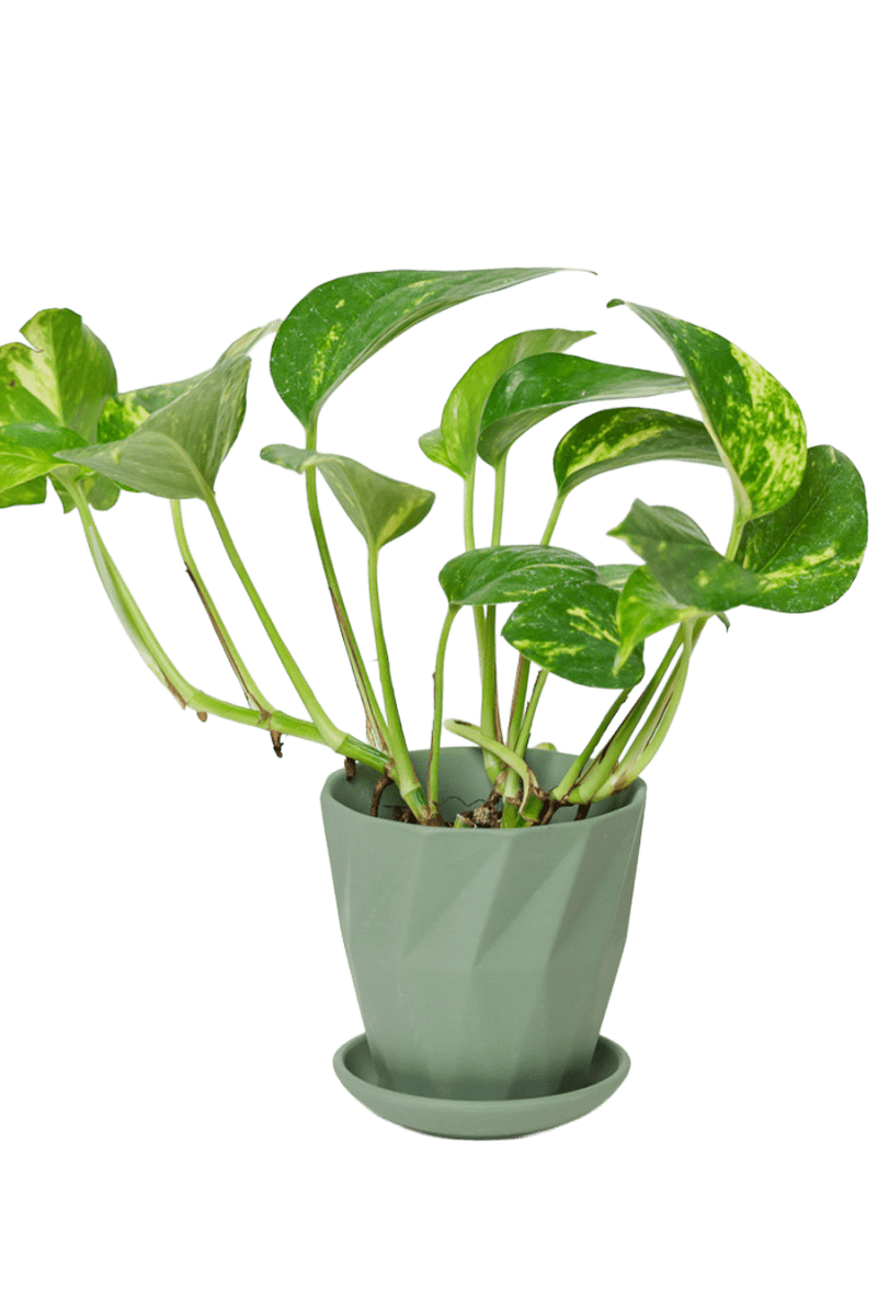 Virago 3.5" Porcelain Pot With Drainage Hole And Saucer - Chive US Wholesale