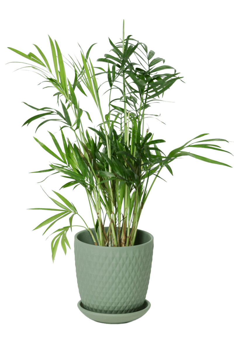 Virago 3.5" Porcelain Pot With Drainage Hole And Saucer - Chive US Wholesale