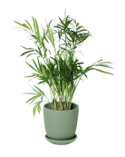 Virago 3.5" Porcelain Pot With Drainage Hole And Saucer - Chive US Wholesale