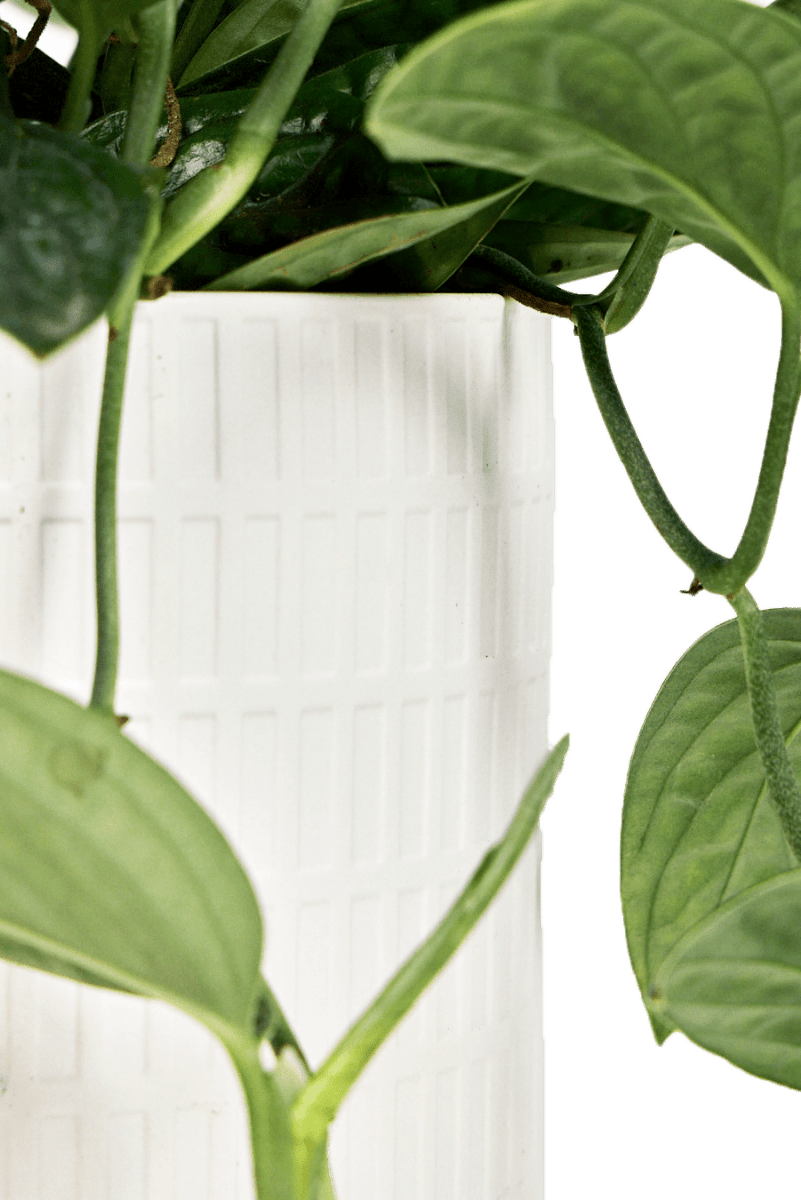 Virago 3.5" Porcelain Pot With Drainage Hole And Saucer - Chive US Wholesale