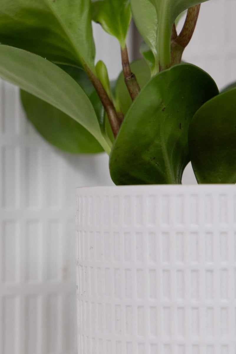 Virago 3.5" Porcelain Pot With Drainage Hole And Saucer - Chive US Wholesale