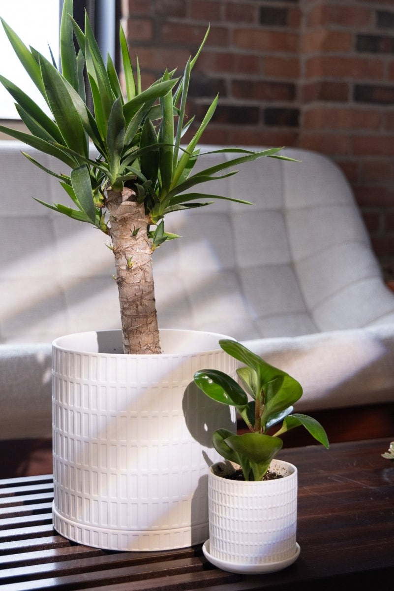 Virago 3.5" Porcelain Pot With Drainage Hole And Saucer - Chive US Wholesale