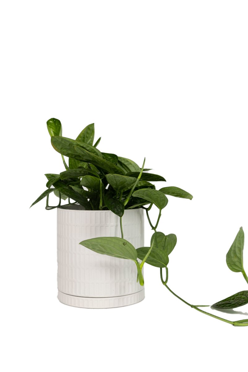 Virago 3.5" Porcelain Pot With Drainage Hole And Saucer - Chive US Wholesale