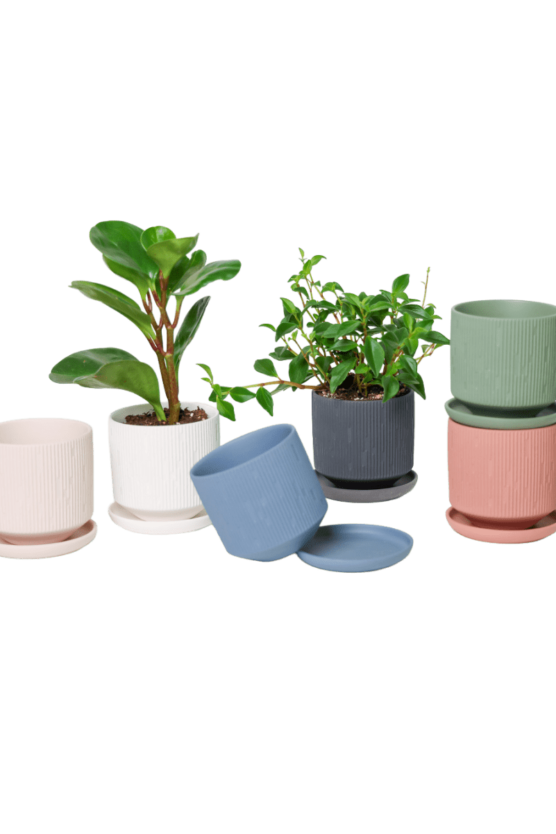 Virago 3.5" Porcelain Pot With Drainage Hole And Saucer - Chive US Wholesale