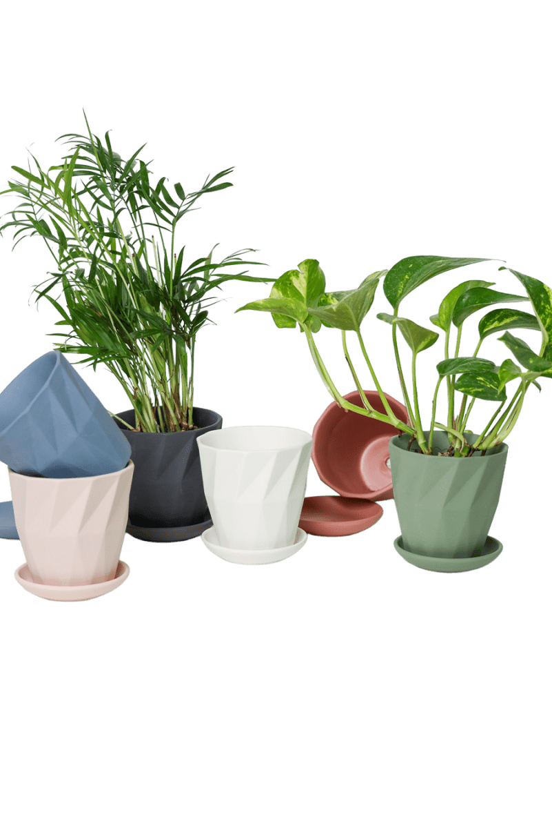 Virago 3.5" Porcelain Pot With Drainage Hole And Saucer - Chive US Wholesale