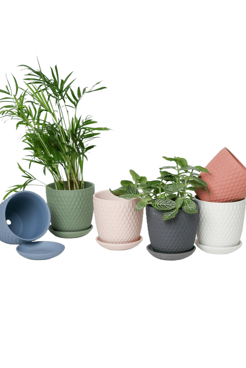 Virago 3.5" Porcelain Pot With Drainage Hole And Saucer - Chive US Wholesale