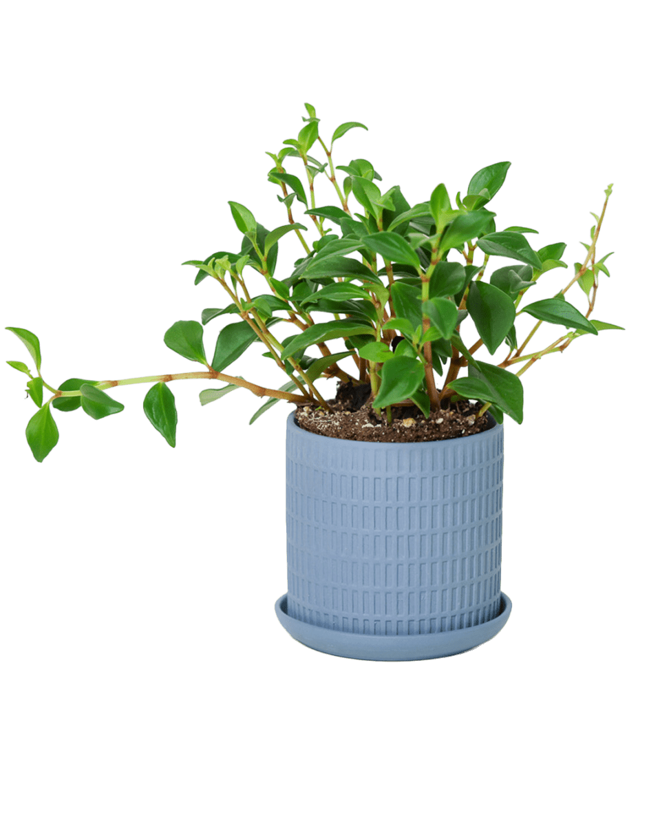 Virago 3.5" Porcelain Pot With Drainage Hole And Saucer - Chive US Wholesale