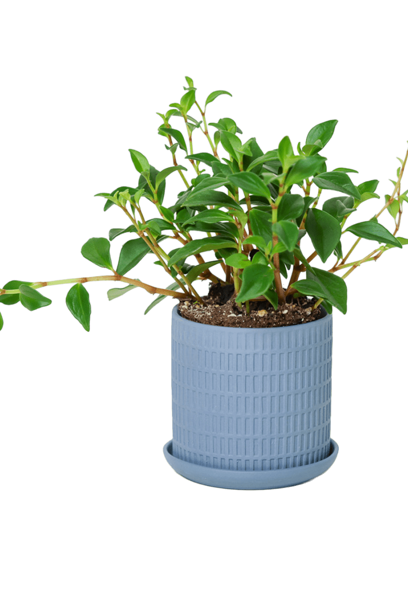 Virago 3.5" Porcelain Pot With Drainage Hole And Saucer - Chive US Wholesale