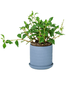 Virago 3.5" Porcelain Pot With Drainage Hole And Saucer - Chive US Wholesale