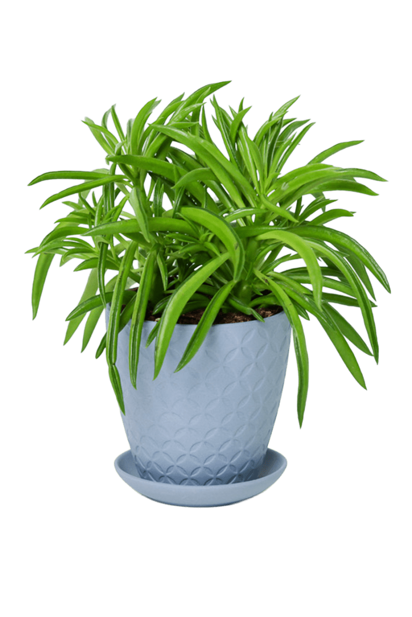 Virago 3.5" Porcelain Pot With Drainage Hole And Saucer - Chive US Wholesale