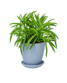 Virago 3.5" Porcelain Pot With Drainage Hole And Saucer - Chive US Wholesale