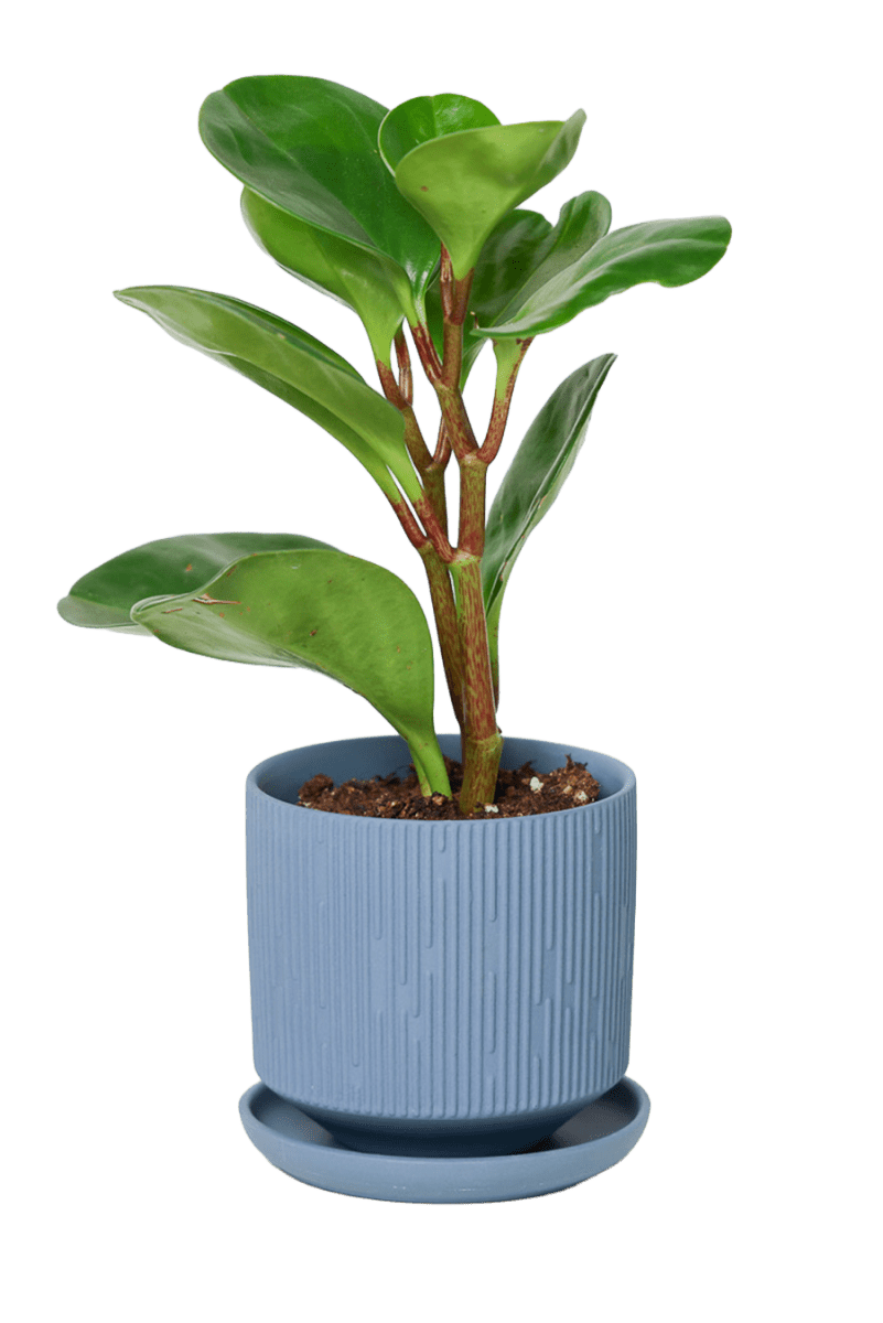 Virago 3.5" Porcelain Pot With Drainage Hole And Saucer - Chive US Wholesale