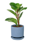 Virago 3.5" Porcelain Pot With Drainage Hole And Saucer - Chive US Wholesale