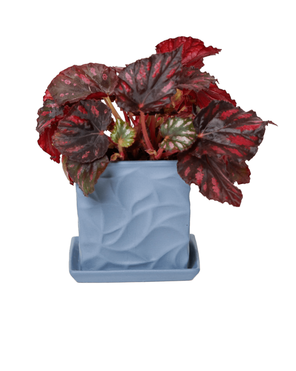 Virago 3.5" Porcelain Pot With Drainage Hole And Saucer - Chive US Wholesale