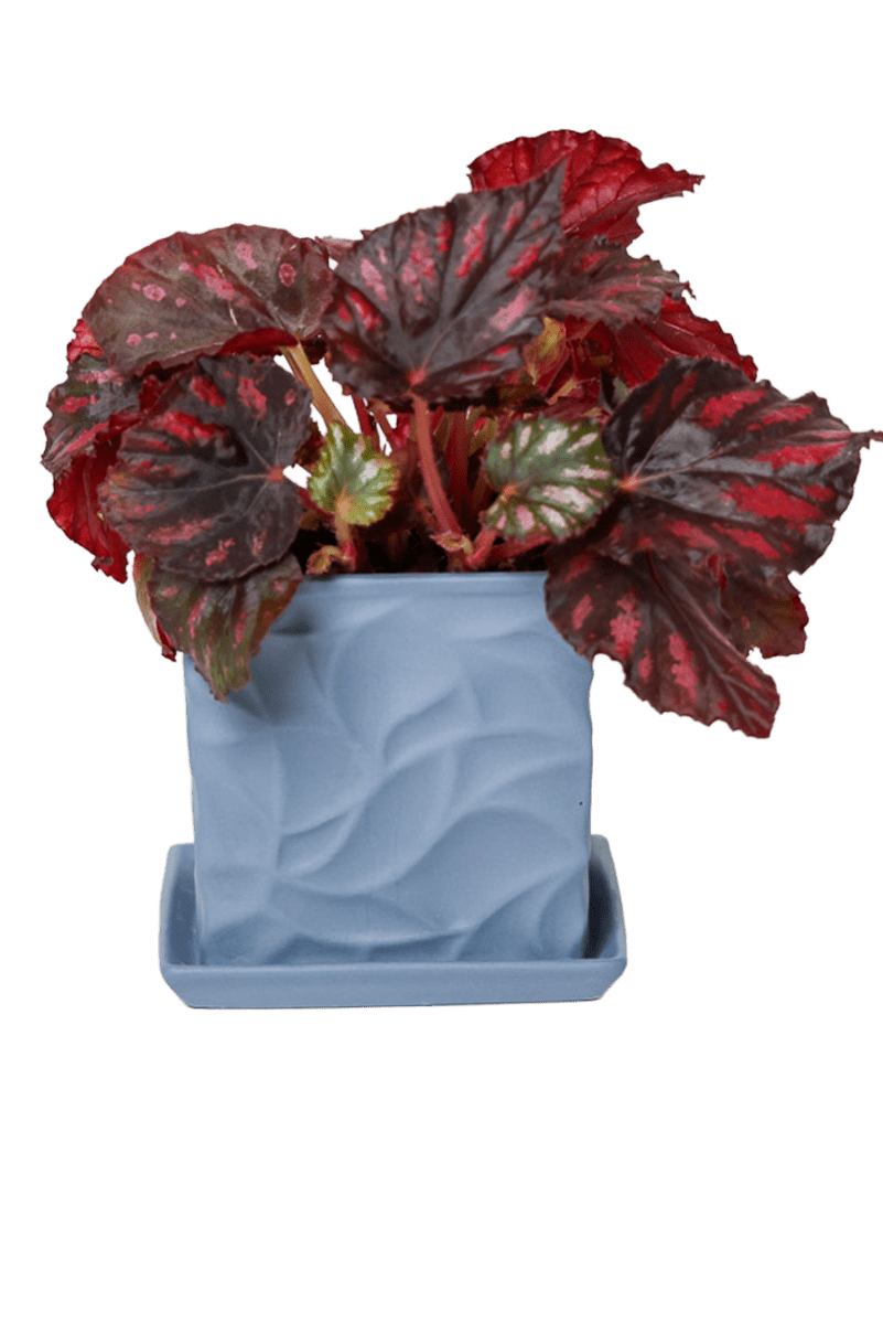 Virago 3.5" Porcelain Pot With Drainage Hole And Saucer - Chive US Wholesale