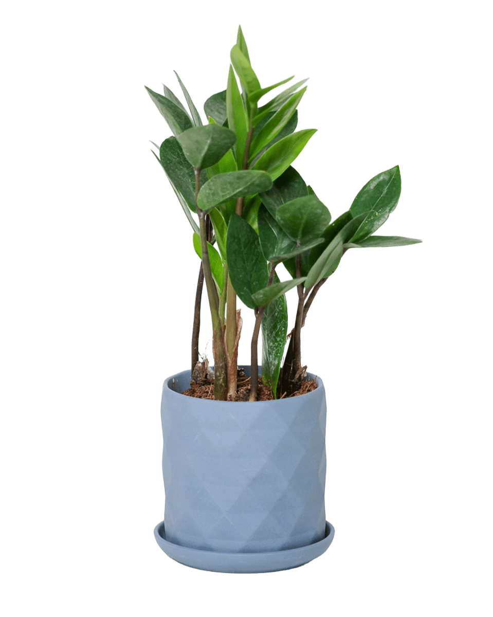 Virago 3.5" Porcelain Pot With Drainage Hole And Saucer - Chive US Wholesale