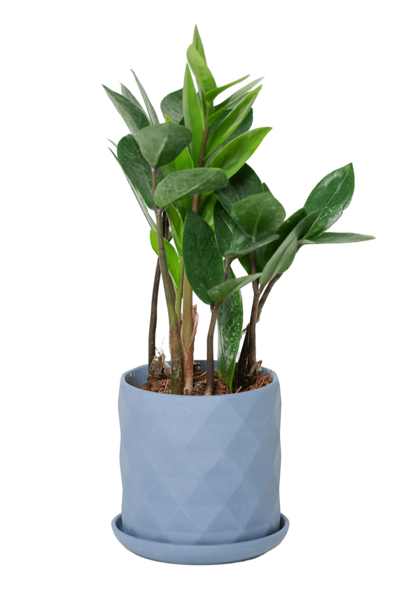 Virago 3.5" Porcelain Pot With Drainage Hole And Saucer - Chive US Wholesale