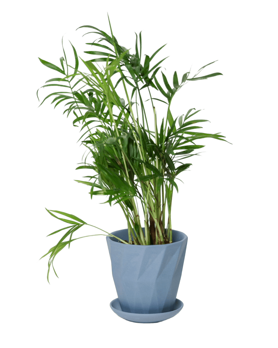 Virago 3.5" Porcelain Pot With Drainage Hole And Saucer - Chive US Wholesale