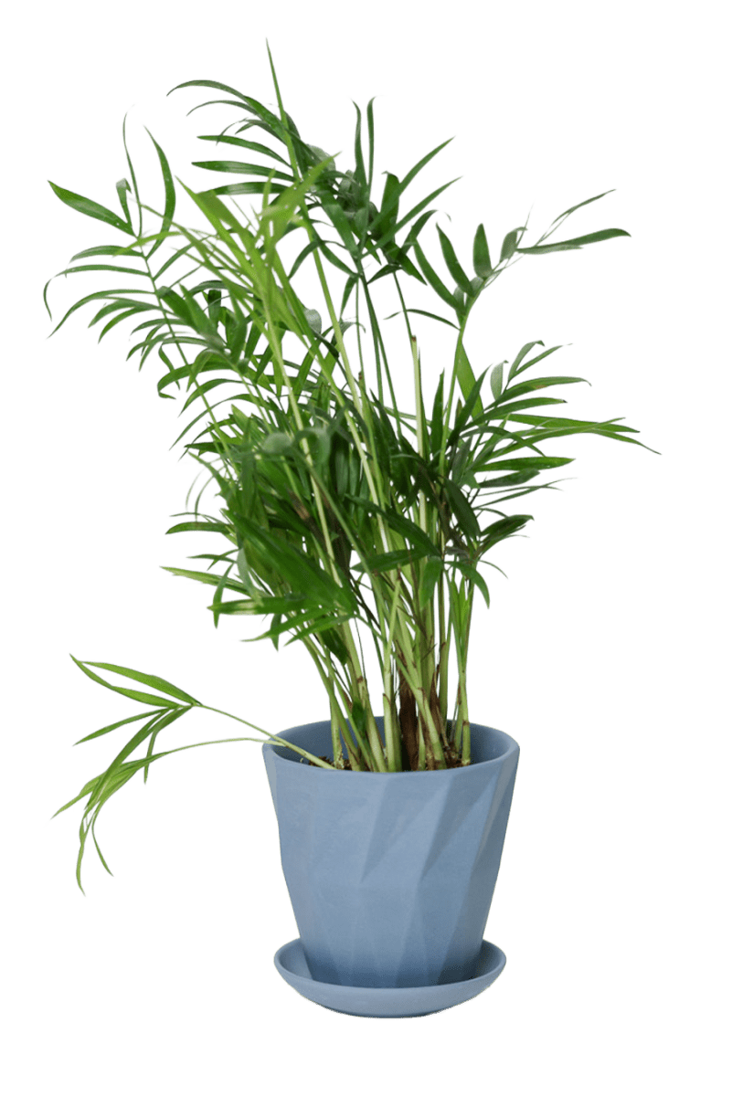 Virago 3.5" Porcelain Pot With Drainage Hole And Saucer - Chive US Wholesale