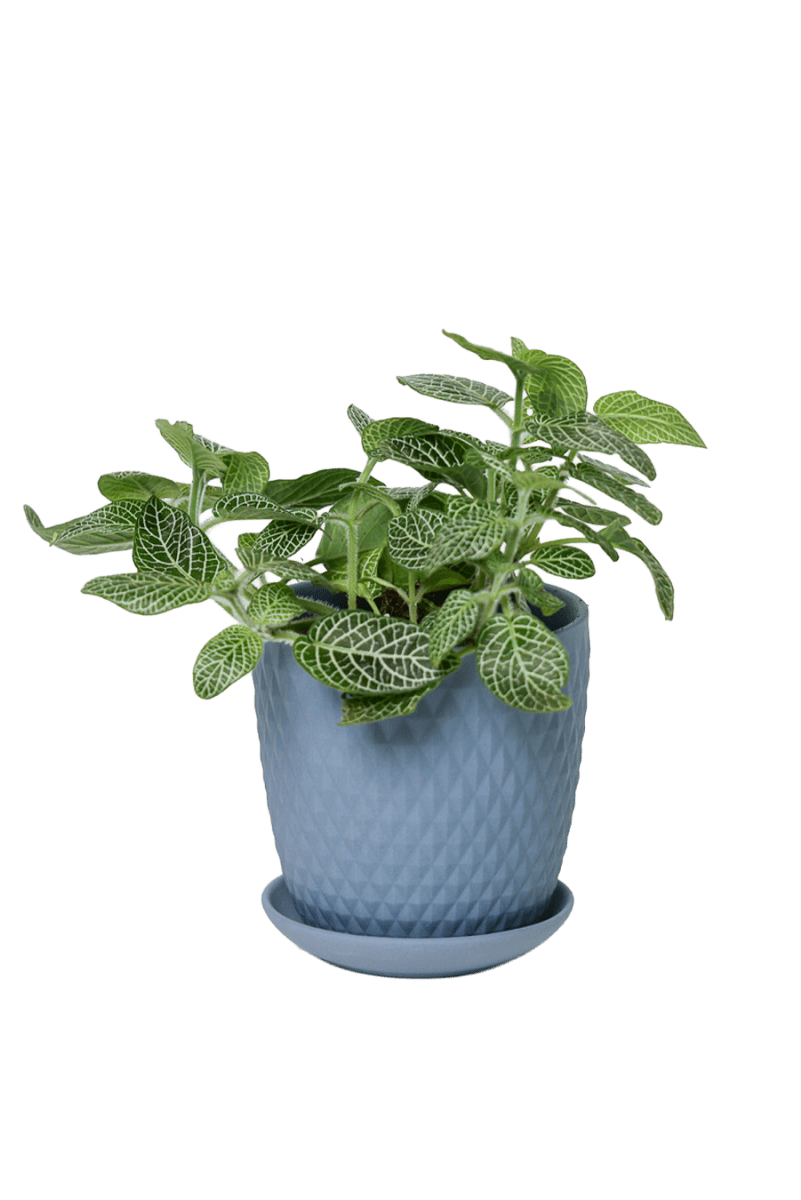 Virago 3.5" Porcelain Pot With Drainage Hole And Saucer - Chive US Wholesale