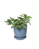 Virago 3.5" Porcelain Pot With Drainage Hole And Saucer - Chive US Wholesale