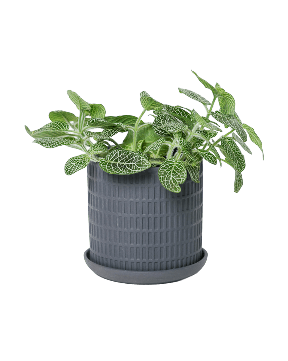 Virago 3.5" Porcelain Pot With Drainage Hole And Saucer - Chive US Wholesale