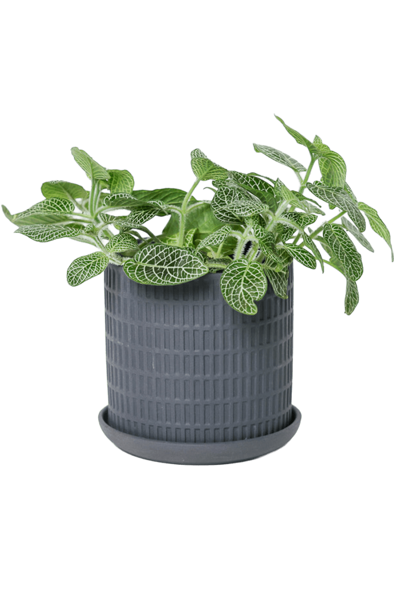 Virago 3.5" Porcelain Pot With Drainage Hole And Saucer - Chive US Wholesale