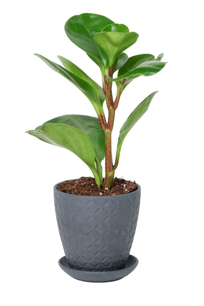 Virago 3.5" Porcelain Pot With Drainage Hole And Saucer - Chive US Wholesale