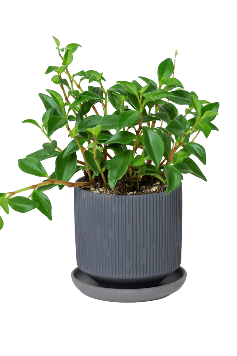 Virago 3.5" Porcelain Pot With Drainage Hole And Saucer - Chive US Wholesale