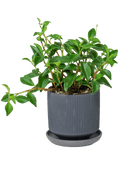 Virago 3.5" Porcelain Pot With Drainage Hole And Saucer - Chive US Wholesale