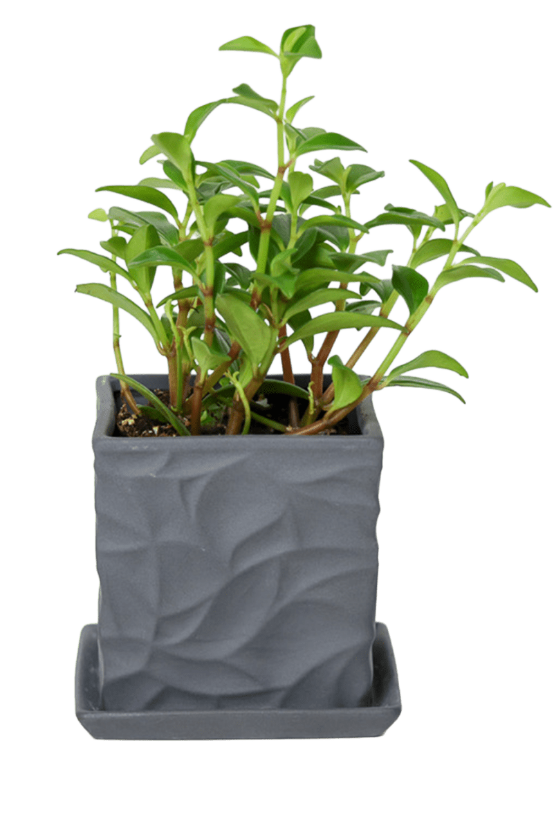 Virago 3.5" Porcelain Pot With Drainage Hole And Saucer - Chive US Wholesale