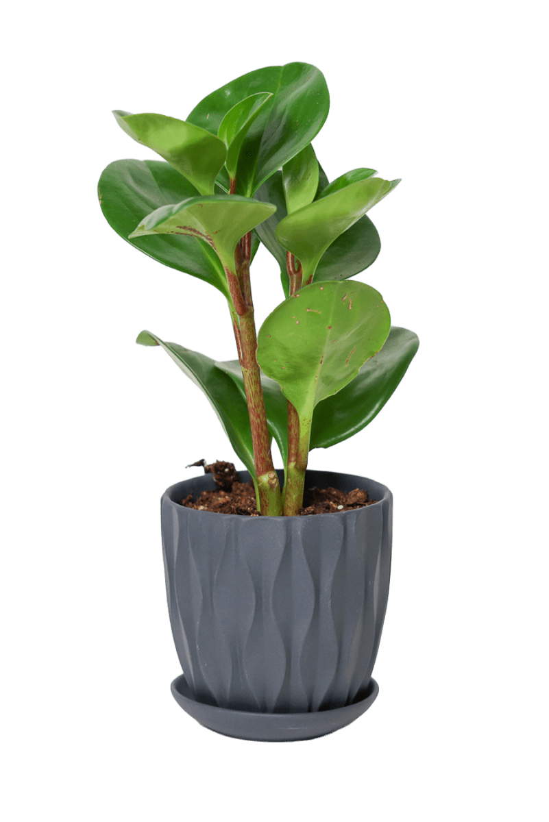 Virago 3.5" Porcelain Pot With Drainage Hole And Saucer - Chive US Wholesale