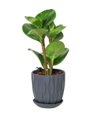 Virago 3.5" Porcelain Pot With Drainage Hole And Saucer - Chive US Wholesale