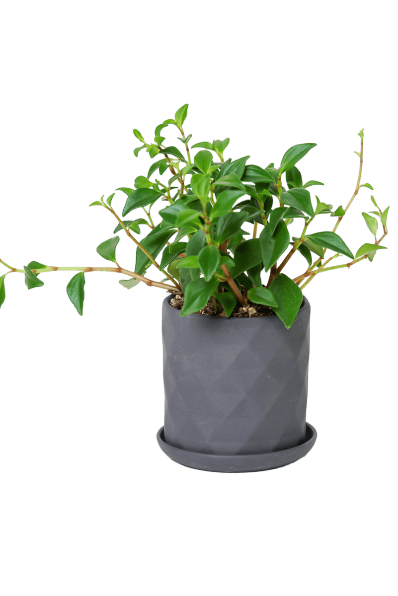 Virago 3.5" Porcelain Pot With Drainage Hole And Saucer - Chive US Wholesale