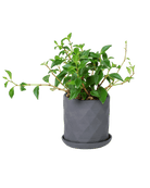 Virago 3.5" Porcelain Pot With Drainage Hole And Saucer - Chive US Wholesale