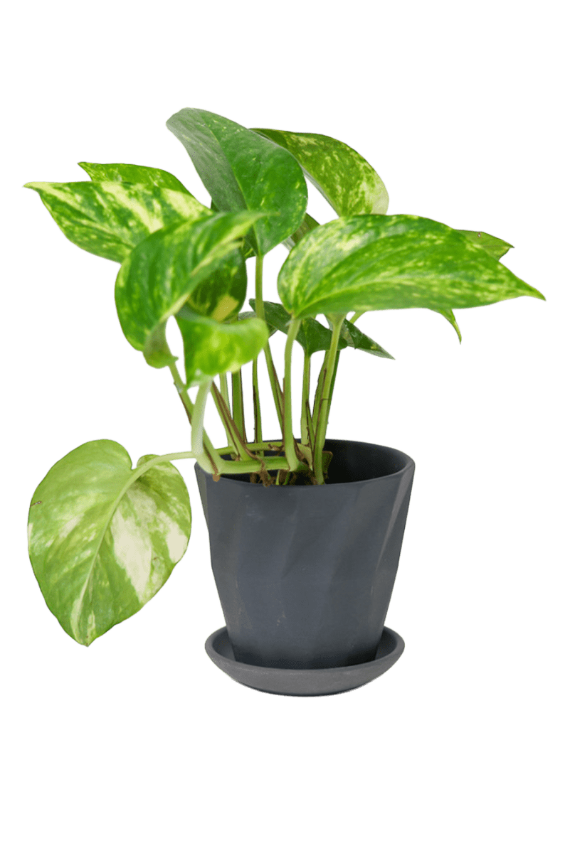 Virago 3.5" Porcelain Pot With Drainage Hole And Saucer - Chive US Wholesale