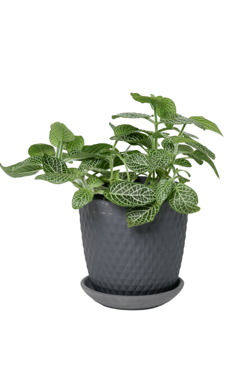 Virago 3.5" Porcelain Pot With Drainage Hole And Saucer - Chive US Wholesale