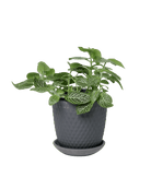 Virago 3.5" Porcelain Pot With Drainage Hole And Saucer - Chive US Wholesale
