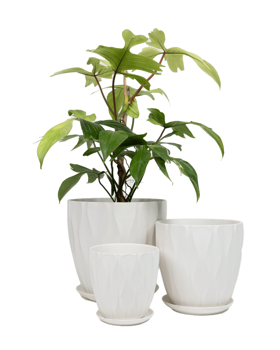 Virago Shape E Pot And Saucer 54pc Kit - Large Classics - Chive US Wholesale