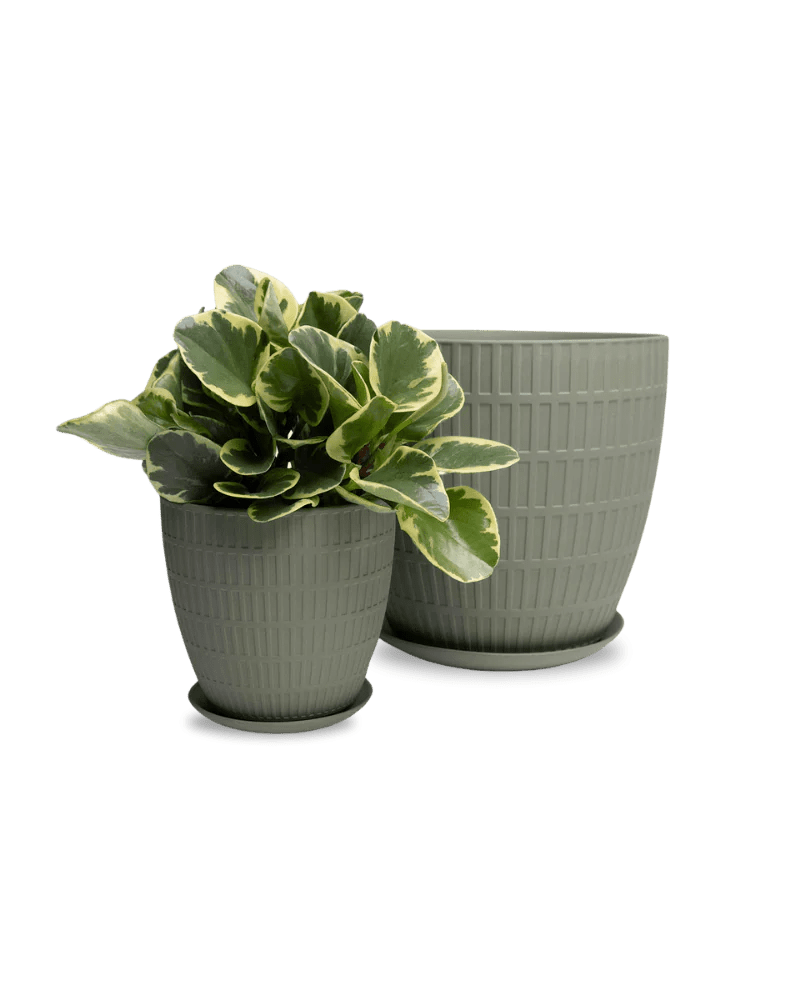 Virago Shape I Pot And Saucer 54pc Kit - Large - Chive US Wholesale