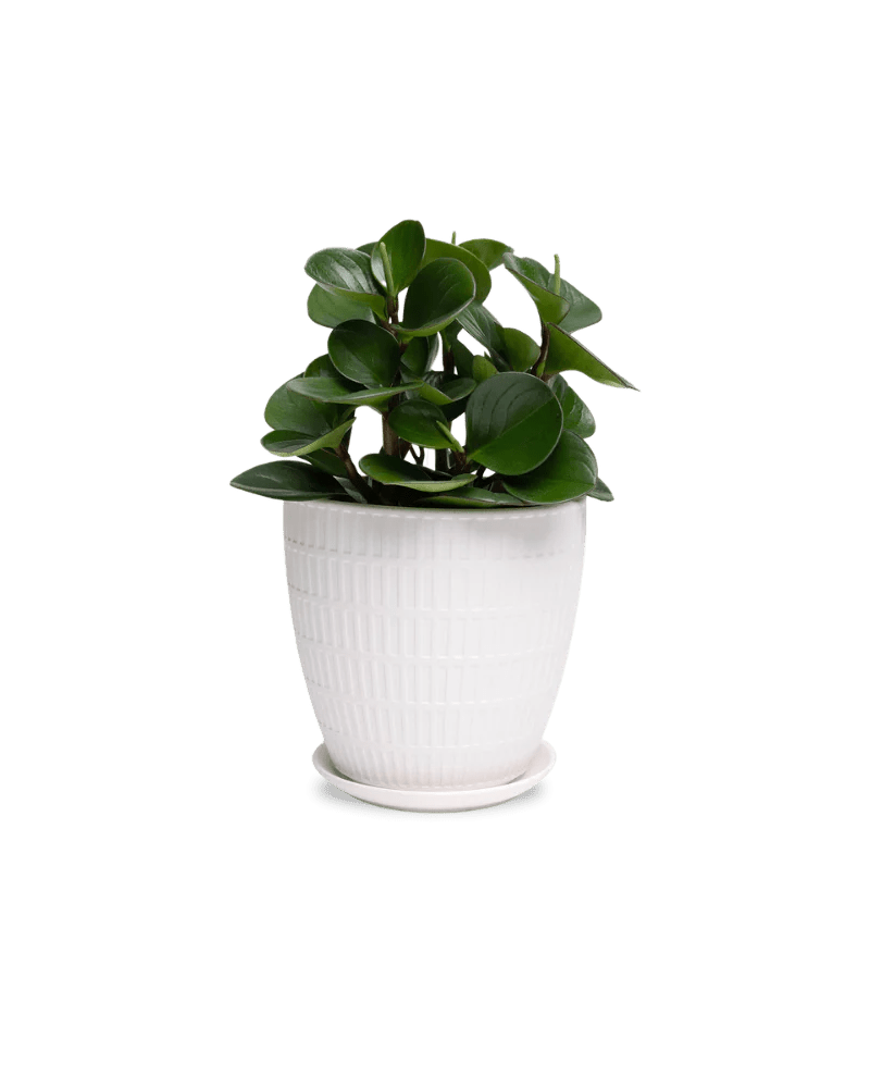 Virago Shape I Pot And Saucer 54pc Kit - Large - Chive US Wholesale