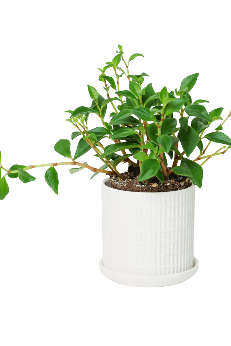 Virago 3.5" Porcelain Pot With Drainage Hole And Saucer - Chive US Wholesale