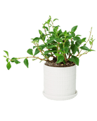 Virago 3.5" Porcelain Pot With Drainage Hole And Saucer - Chive US Wholesale