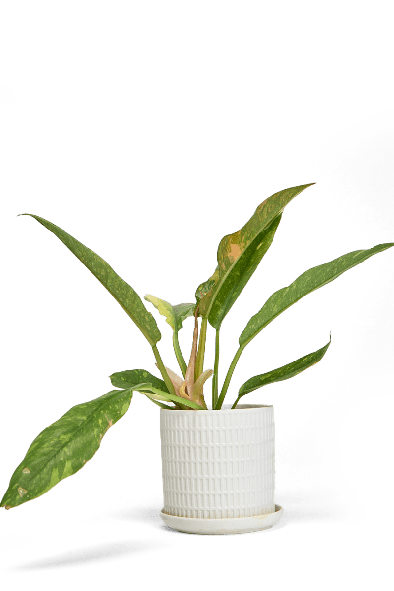 Virago 3.5" Porcelain Pot With Drainage Hole And Saucer - Chive US Wholesale