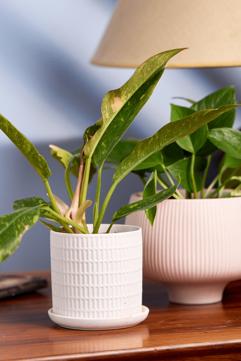 Virago 3.5" Porcelain Pot With Drainage Hole And Saucer - Chive US Wholesale