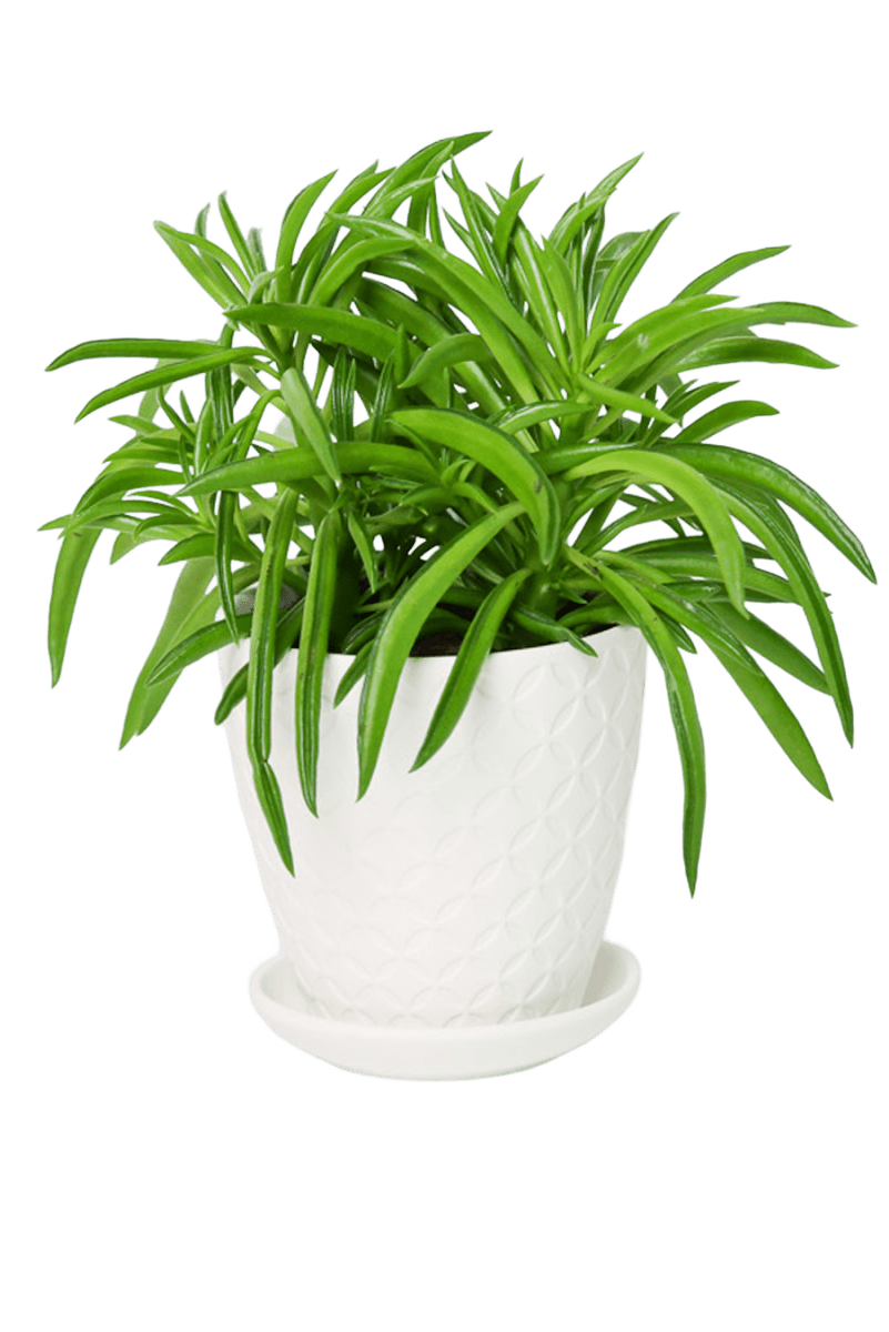 Virago 3.5" Porcelain Pot With Drainage Hole And Saucer - Chive US Wholesale