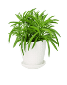 Virago 3.5" Porcelain Pot With Drainage Hole And Saucer - Chive US Wholesale