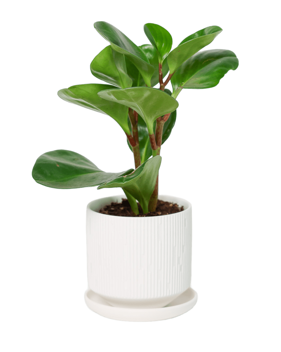 Virago 3.5" Porcelain Pot With Drainage Hole And Saucer - Chive US Wholesale