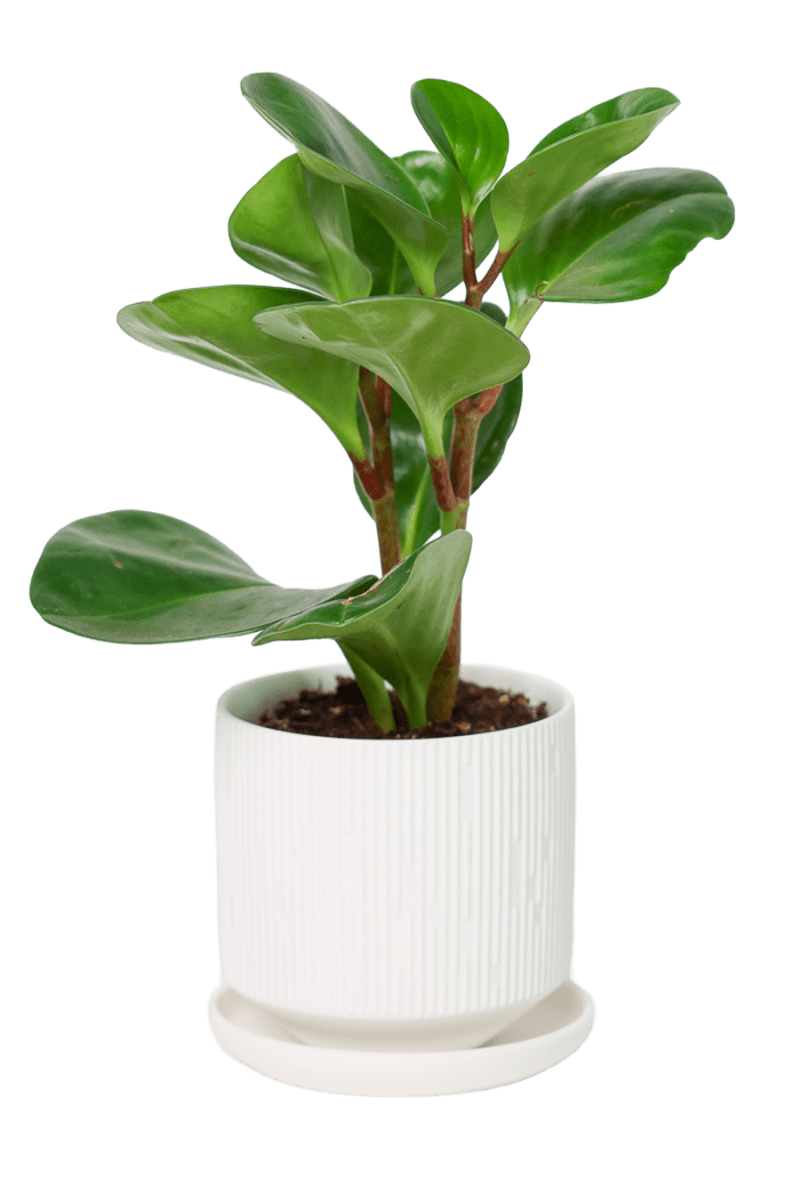 Virago 3.5" Porcelain Pot With Drainage Hole And Saucer - Chive US Wholesale